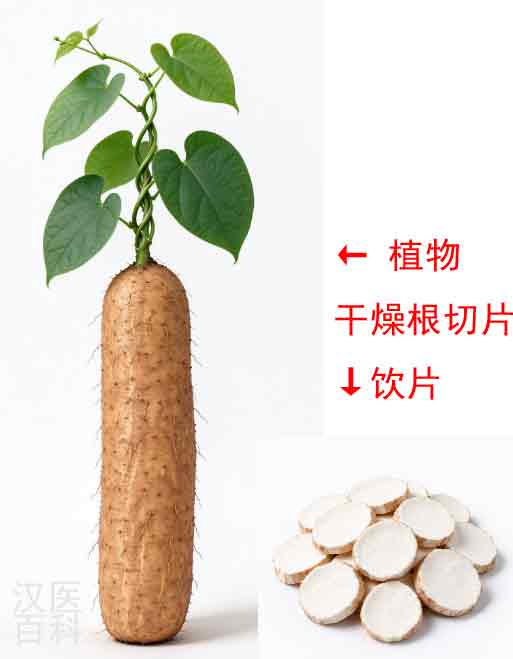 ɽҩ